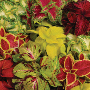 Pokrzywka Coleus Flamex