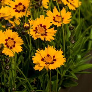 Nachyłek Andiamo Yellow Red Coreopsis