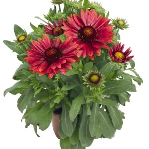 Gaillardia Arizona Red Shades