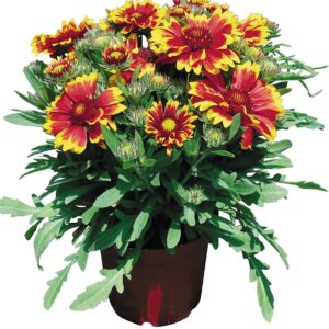 Gaillardia Arizona Sun