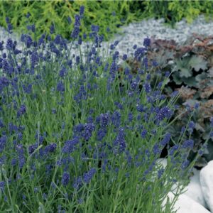 Lawenda Blue Scent Imp Lavandula
