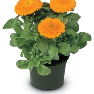 Nagietek Little Ball Orange