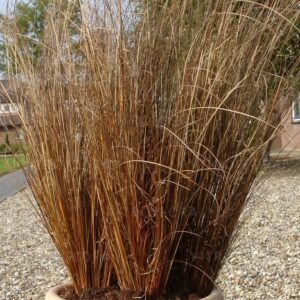 Turzyca Carex Red Rooster