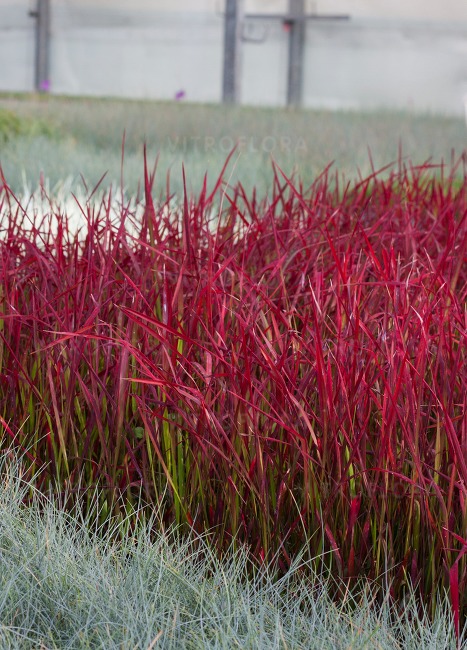 Imperata RED BARON - obrazek 4