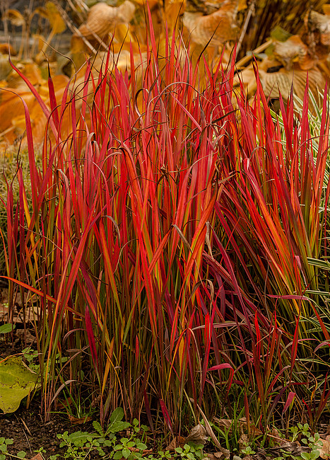 Imperata RED BARON - obrazek 3