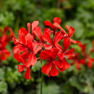 Pelargonia zwisająca Super Cascade Red