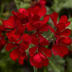 Pelargonia zwisająca Cascade Dark Red