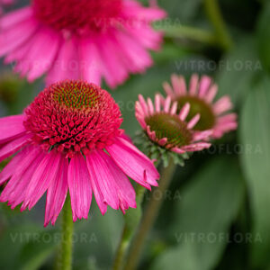 Jeżówka Delicious Candy Echinacea