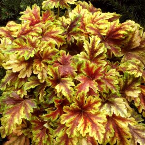 Żuraweczka Heucherella Gold Zebra