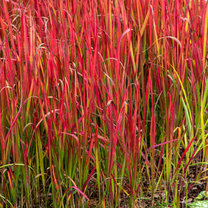 Imperata RED BARON