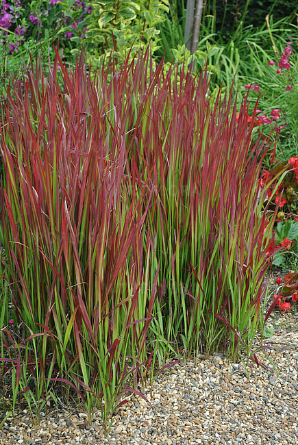 Imperata RED BARON - obrazek 2