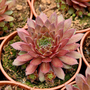 Rojnik Draco Sempervivum