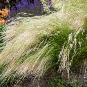 Stipa Pony Tails Ostnica