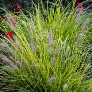 Rozplenica japońska Hameln Gold Pennisetum