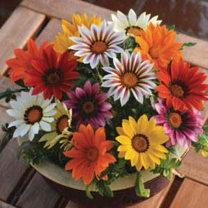 Gazania rigens New Day