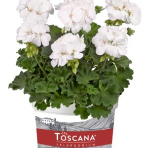 Pelargonia interspecific Galaxy™ White