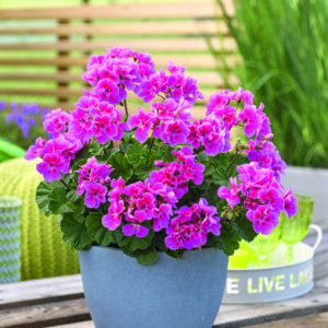 Pelargonia Castello Raiko Lavender Eye