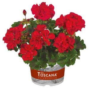 Pelargonia Dolce Vita Gisela Dark Red
