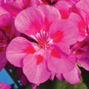 Pelargonia Compact Line Deep Lavender