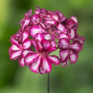 Pelargonia zwisająca pełna Corriente Explosive