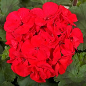 Pelargonia Tango® Dark Red
