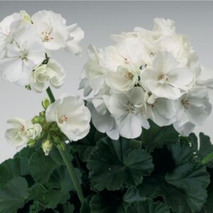 Pelargonia Tango® White