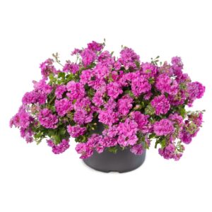 Pelargonia zwisająca pełna Temprano Amethyst