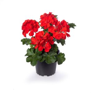 Pelargonia zwisająca pełna Temprano Bright Red