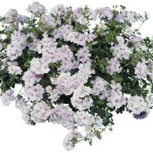 Pelargonia zwisająca pełna Temprano White