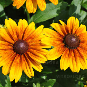 Rudbeckia SmileyZ™ Big Kiss