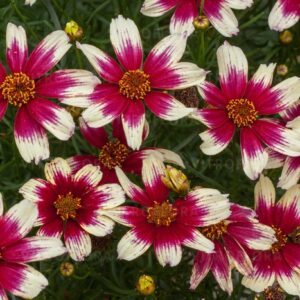 Nachyłek Sunstar™ Rose Coreopsis