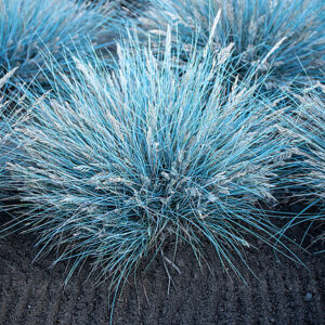 Kostrzewa Elijah Blue Festuca