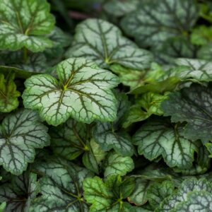 Żurawka Marvelous Marble Silver Heuchera