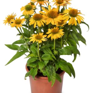 Jeżówka Prairie Blaze Golden Yellow Echinacea