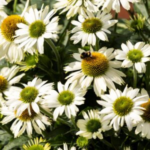 Jeżówka Prairie Splendor Compact White