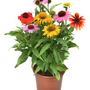 Jeżówka Prairie Blaze Mix Echinacea