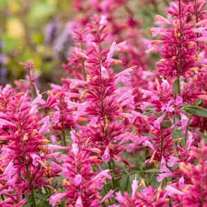 Kłosowiec Rosie Posie Agastache