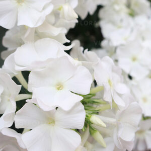 Floks Flame Pro White Phlox