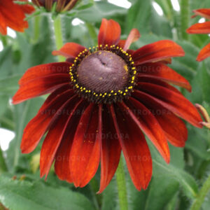 Rudbeckia SmileyZ™ Big Smile