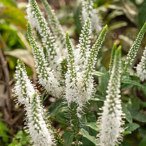 Przetacznik White Jolanda Veronica