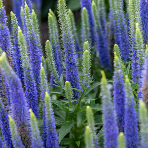Przetacznik Ulster Blue Dwarf Veronica