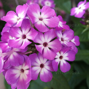 Floks Flame Pro Purple Phlox