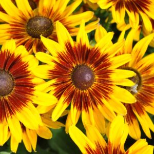 Rudbeckia SmileyZ™ Big Shine